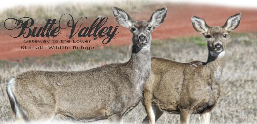 ButteValleyMastheadWildlife
